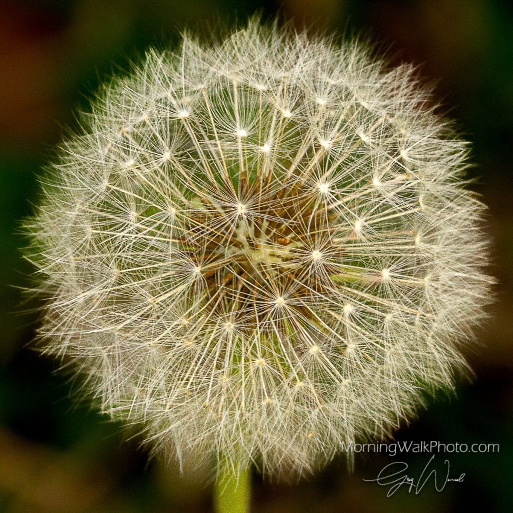 Greg Wenzel Morning Walk Photo Fine Art Photography Gallery Houston Texas